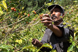 Coffee farmer picking ripe beans on the island of St Helena