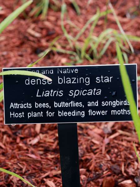 Keene State Pollinator Garden