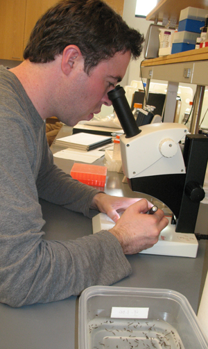 Research Assistant Brad Stubenhaus ’14, in the lab with a container of planarians at his side. Stubenhaus is currently applying to PhD programs in the biomedical sciences.