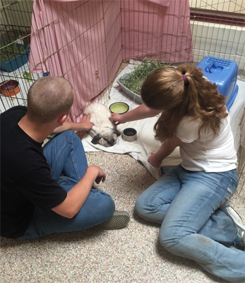 Lending a helping hand at the Monadnock Humane Society