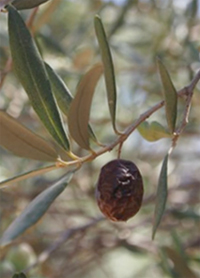 An olive on a tree