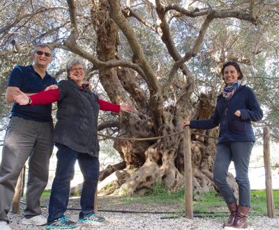 (l–r): Richard Blatchly, Patricia O'Hara, and Zeynep Nircan beside a 3,000-year-old olive tree in Crete that still produces olives.