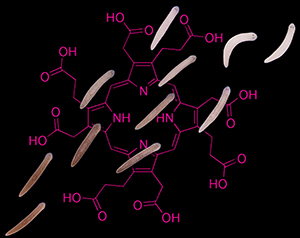 Planarian flatworms from Dr. Pellettieri’s lab