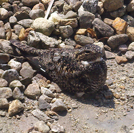 A camouflaged nighthawk on her eggs, photographed atop Keene State's Elliot Hall in 2012 (photo by Paul Proulx).