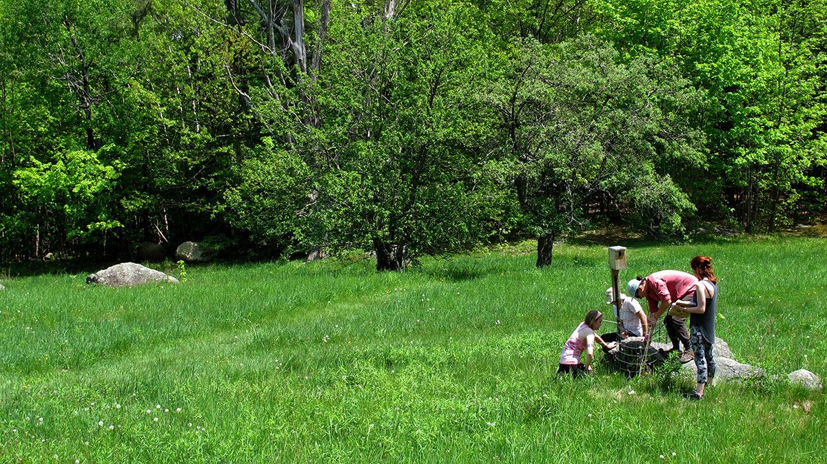 In 2015, the Harris Center planted 10 blight-resistant American Chestnut trees on conserved lands. In 2016, the KSC conservation interns checked the plantings, recording information on their location, height, and condition. (photo: Brett Amy Thelen)