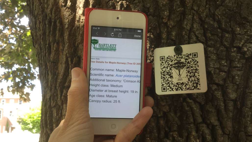 QR tag on tree