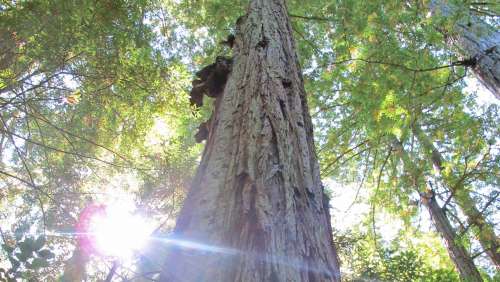 Redwood Tree