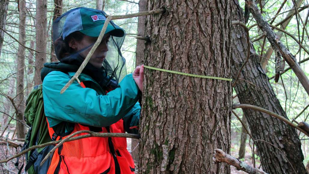Shauna Sousa ’17, measures the diameter of a hemlock tree as part of a Harris Center forest inventory.