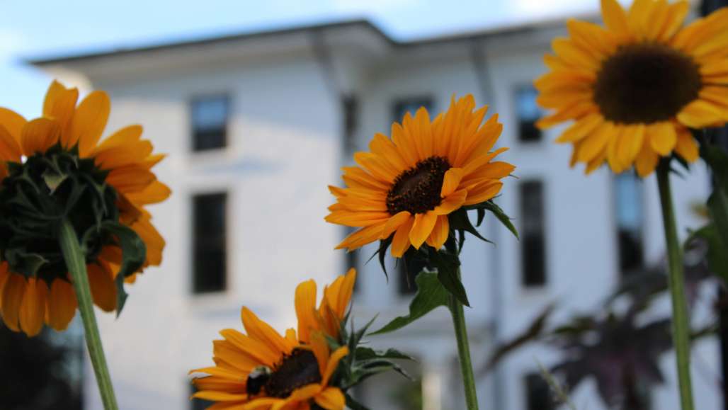 Hale building, with flowers in foreground