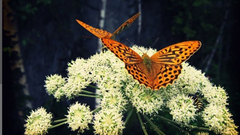 Butterfly on flower