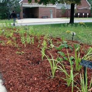 Keene State Pollinator Garden