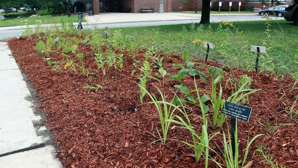 Keene State Pollinator Garden