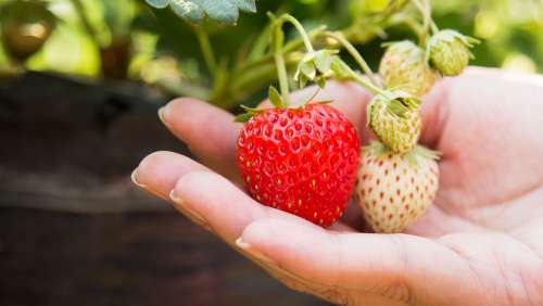 MSPH hero Strawberries