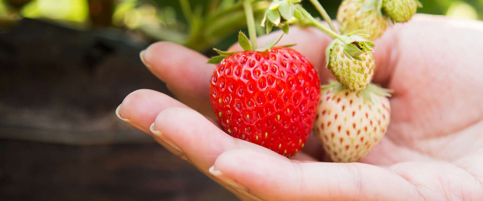 MSPH hero Strawberries
